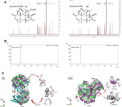 Bruceine H Mediates EGFR-TKI Drug Persistence in NSCLC by Notch3-Dependent β-Catenin Activating FOXO3a Signaling